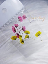 Load image into Gallery viewer, Tulipanes