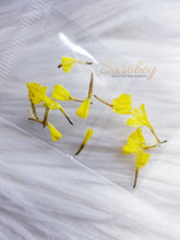 Load image into Gallery viewer, Campanitas