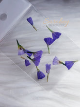 Load image into Gallery viewer, Campanitas