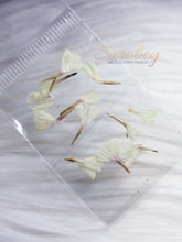 Load image into Gallery viewer, Campanitas