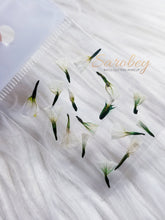 Load image into Gallery viewer, Campanitas