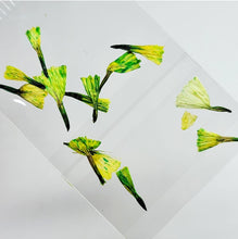 Load image into Gallery viewer, Campanitas