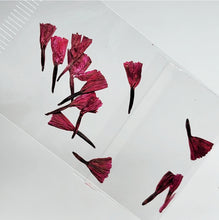 Load image into Gallery viewer, Campanitas