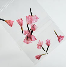 Load image into Gallery viewer, Campanitas