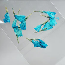 Load image into Gallery viewer, Campanitas